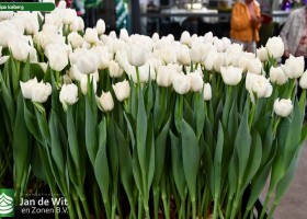 Tulipa Iceberg ® (1)